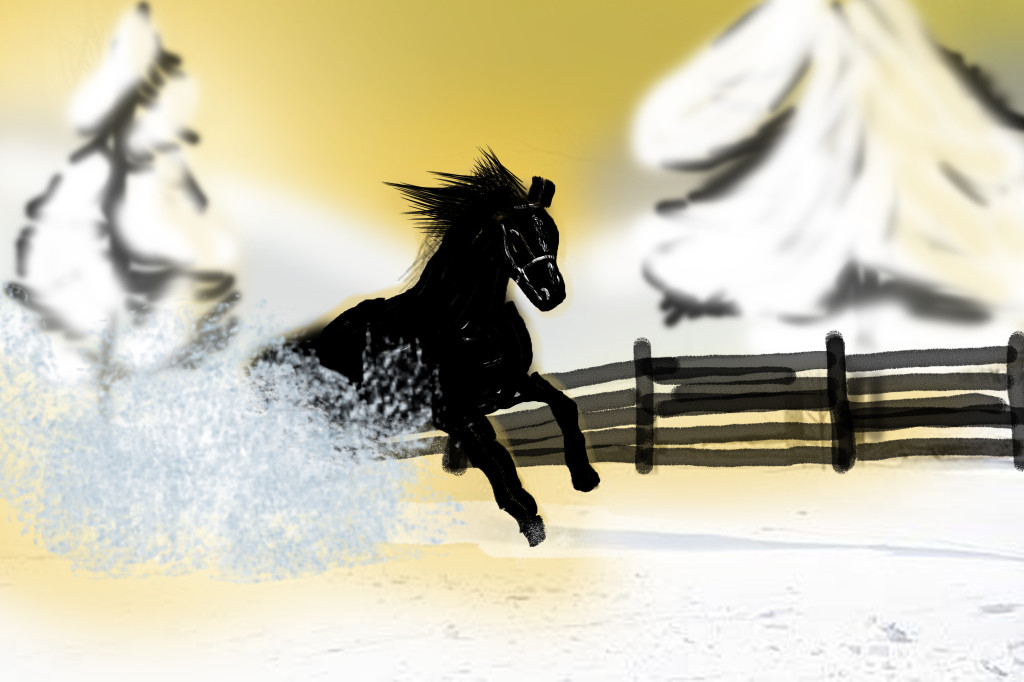 Dutch warmblood stallion kicks up snow as he gallops.